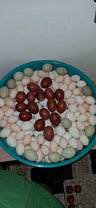 Ouă marans araucana sebringht appenzeller