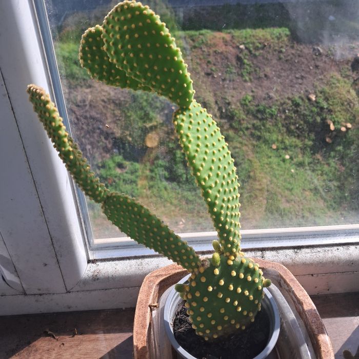 Градински флокс, стайни кактуси