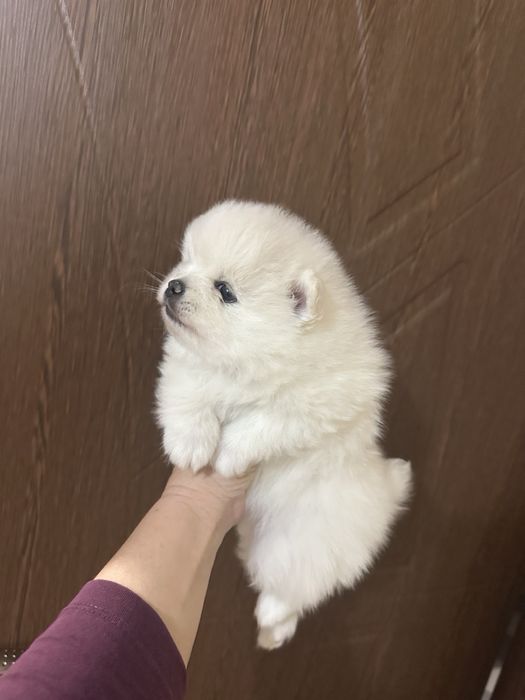 Бели малки Кученца