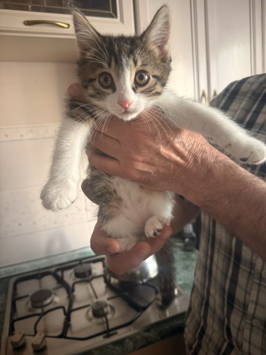 Отдаются катята в добрые руки