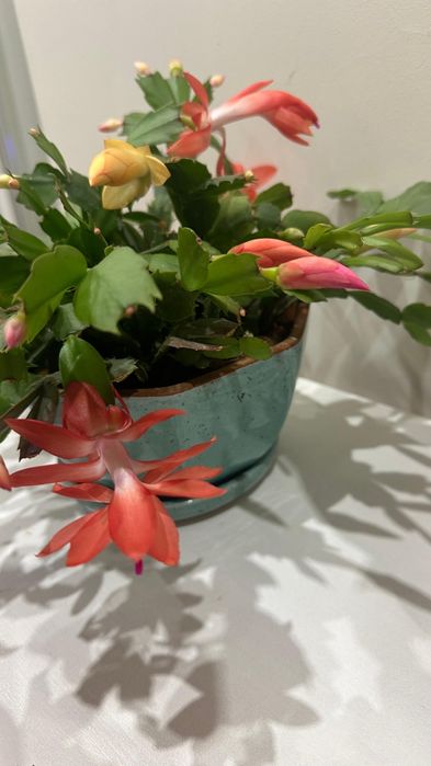 Продам микс "декабристов", 6 разных