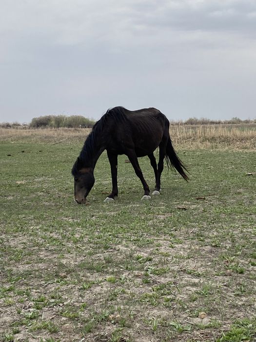 Кулынды бие