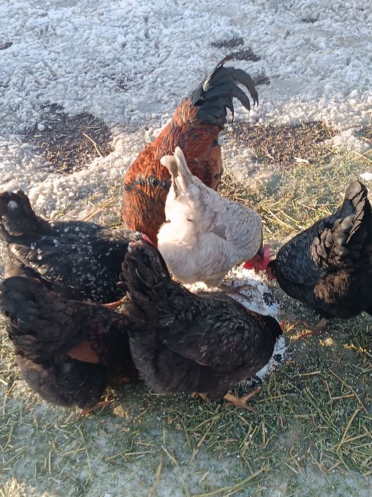 Инкубация жумыртқа