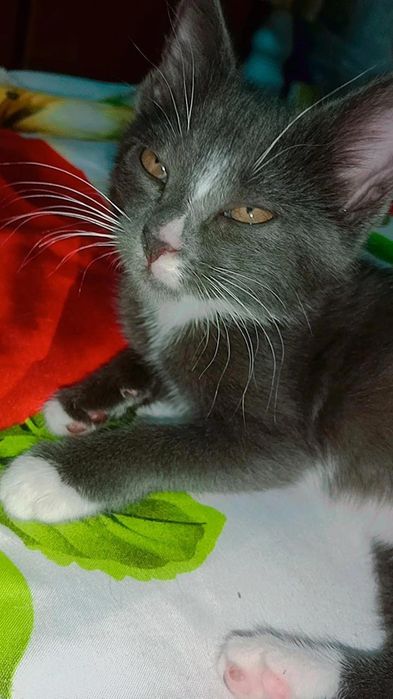 Шикарный котёнок