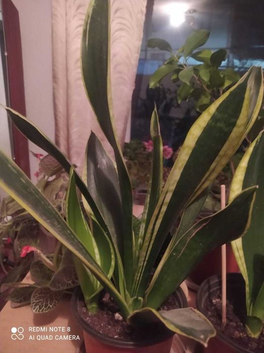 Комнатные растения