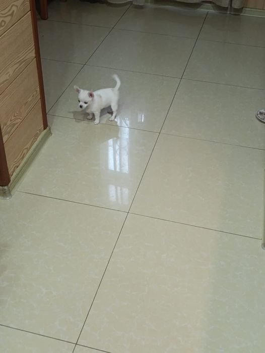 Продам чистокровных Чихуахуа