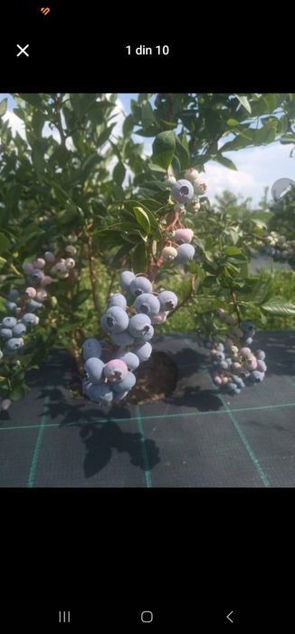 Afin și zmeur de vânzare