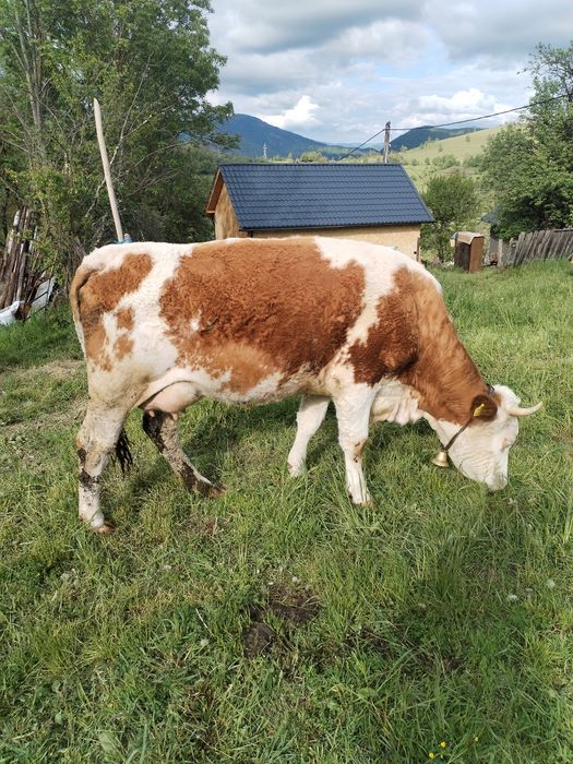 Vând juninca la prima fătare!
