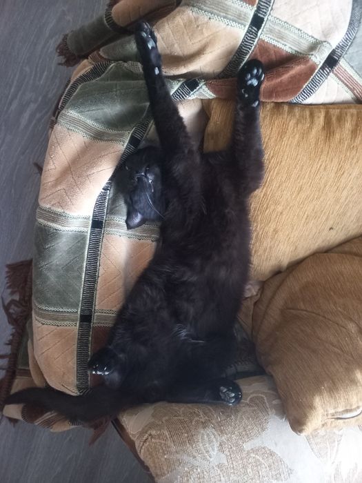 Кот в добрые руки