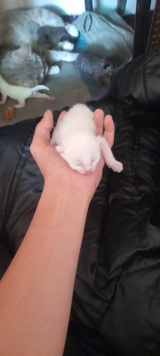 Mushuk bolalari sotiladi 50000