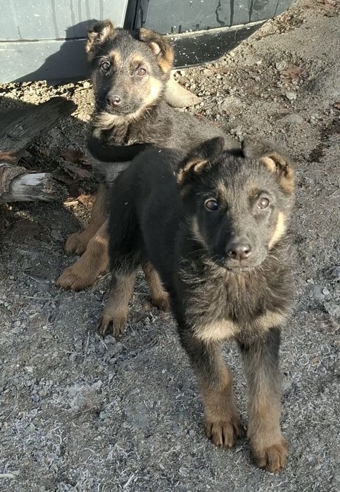 Отборные мальчик девочка.