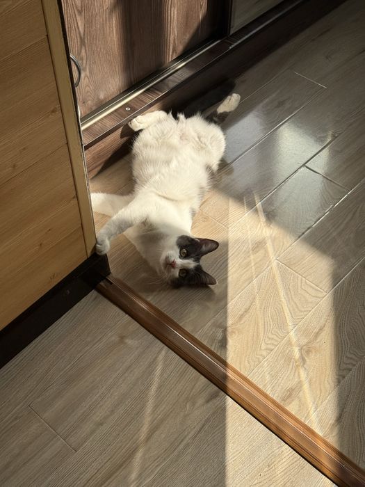 Кот Маркиз. 8 месяцев