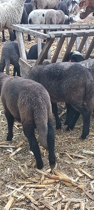 Miei carcasă sau vii