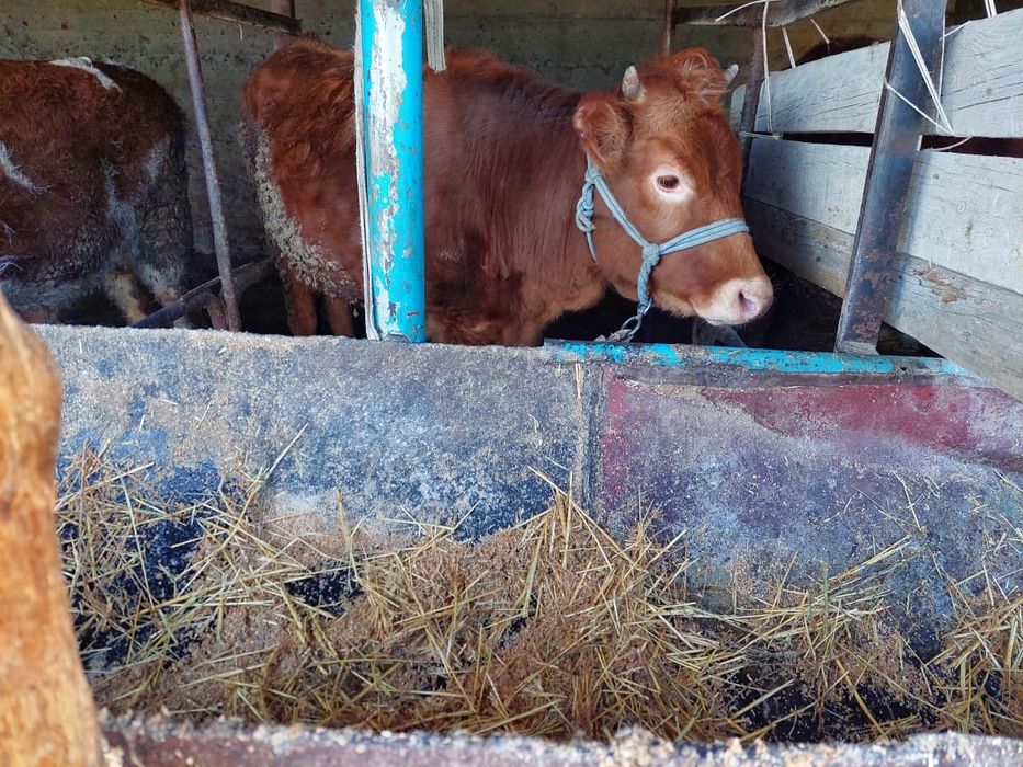 Семіз сиырлар жане таналар