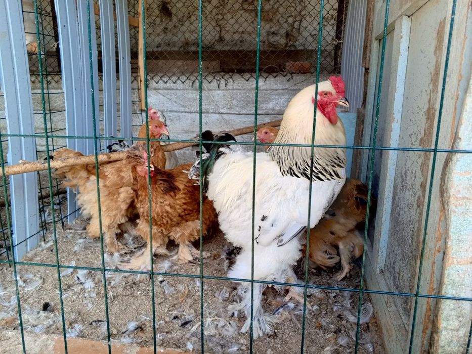 Brahma tovuqi sotiladi.