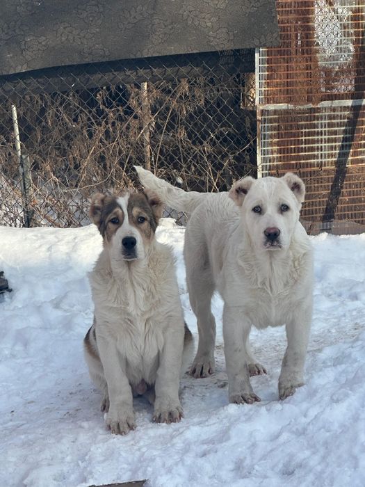 Щенки алабай 3.5 мес