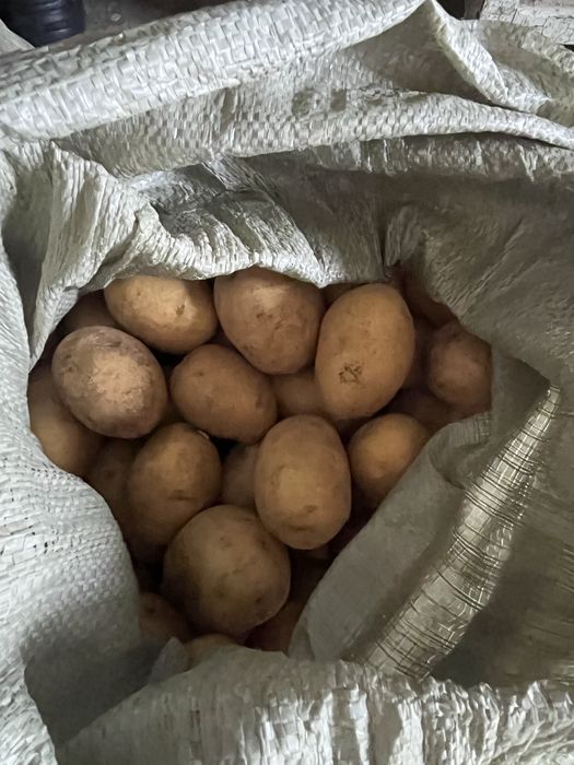 Продам дачный картофель