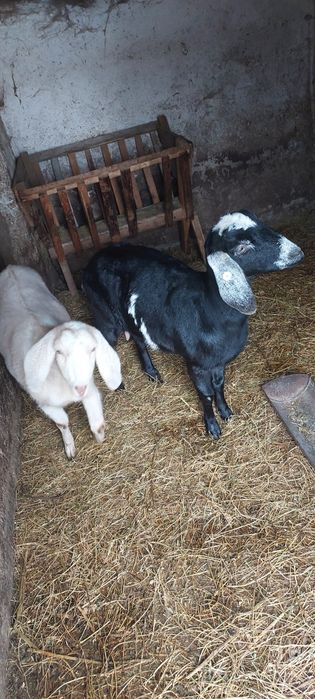 Vând Capre gestante 2 Buc