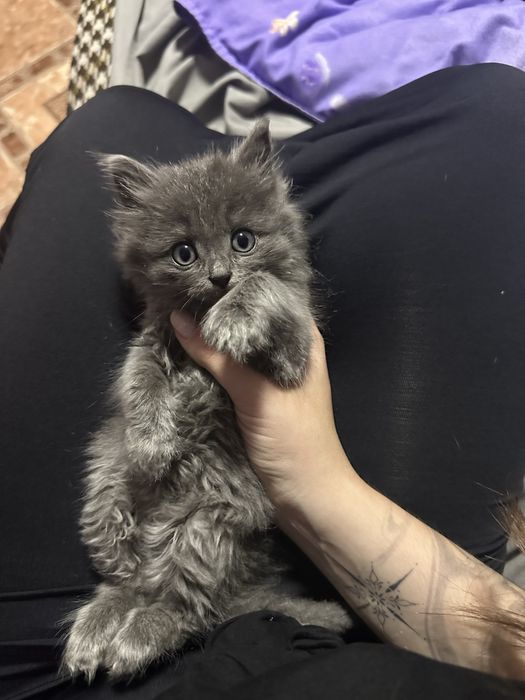 Отдам котенка в хорошие руки