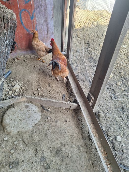 Курица , тауық..