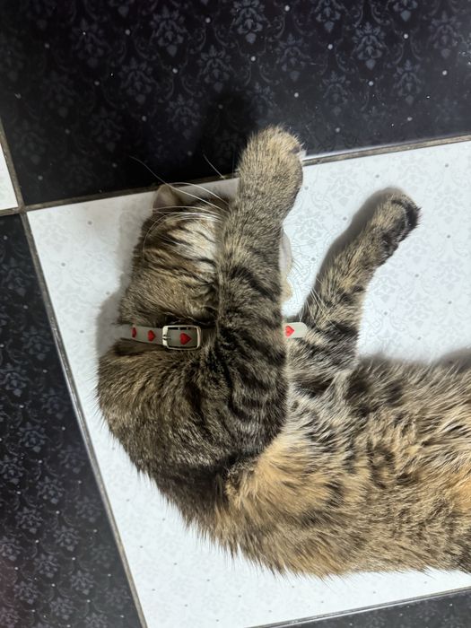 Пропала вислоухая кошка