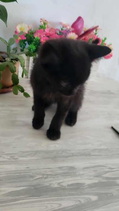 Котёнок мальчик бесплатно