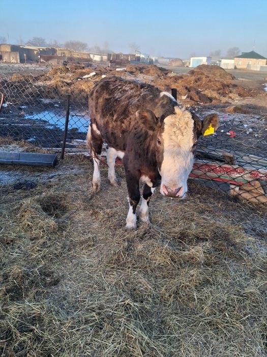 Продам КРС прдсосные коровы с  телятами