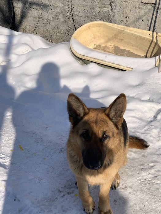 Продам немецкую овчарку