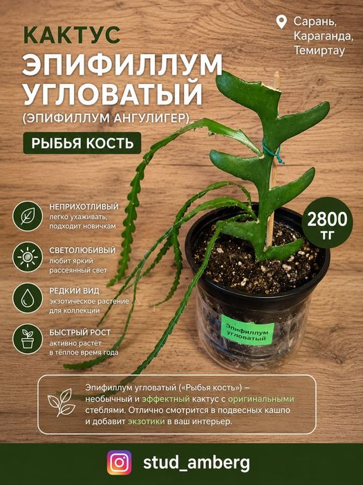 Суккуленты, кактусы,алоэ