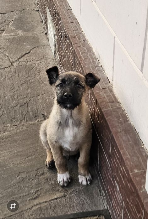 Классные дворянчики  в добрые руки!