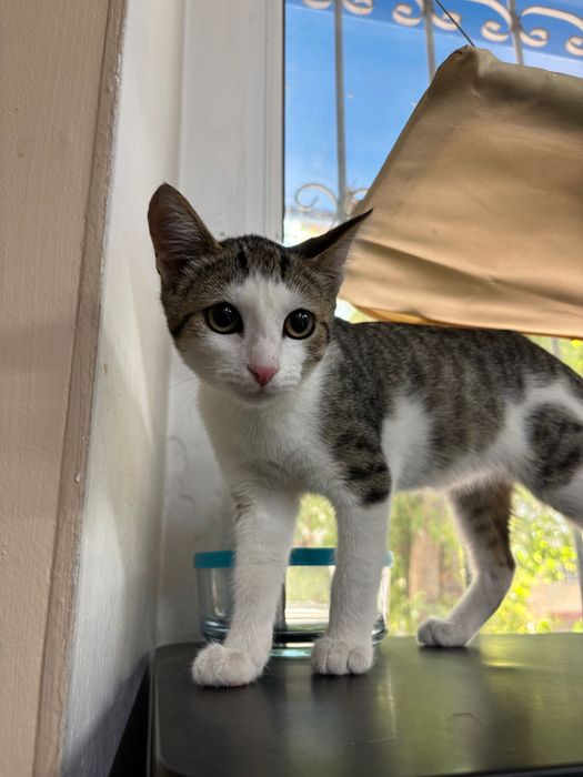 Котенок в добрые руки
