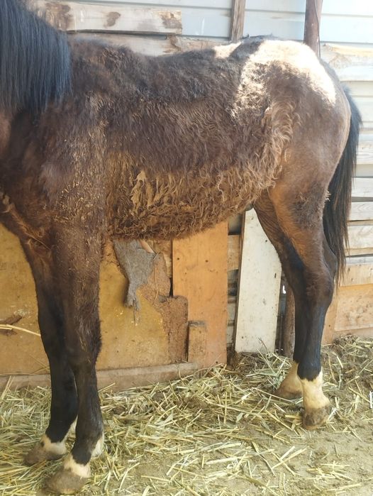 Жабағы тай сатам