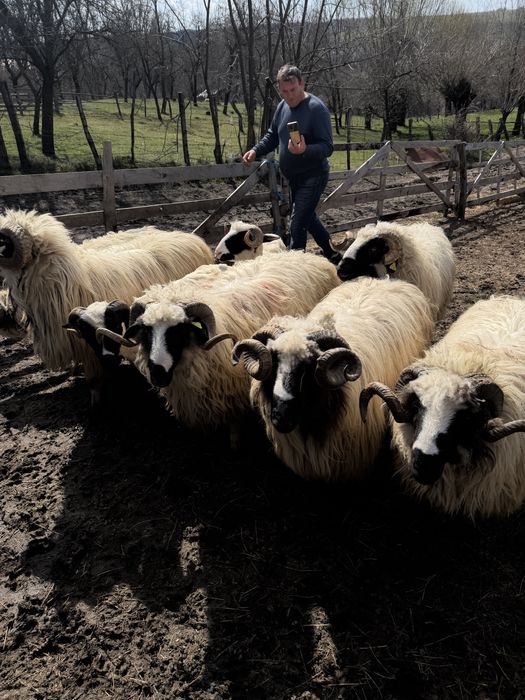 Berbeci Noatini mori si stramiori