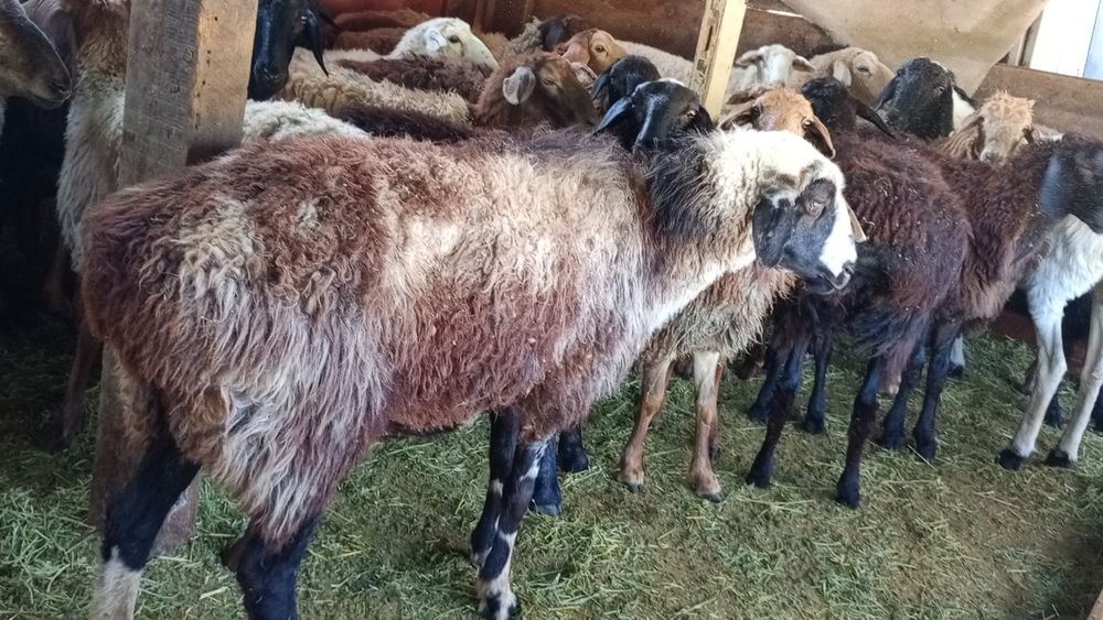 Семиз Кой сатылады продаётся отборные  бараны