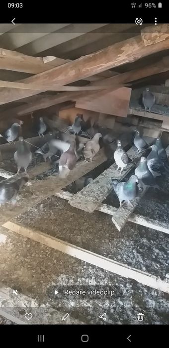 Porumbei albi pt nunti si porumbei voiajori !