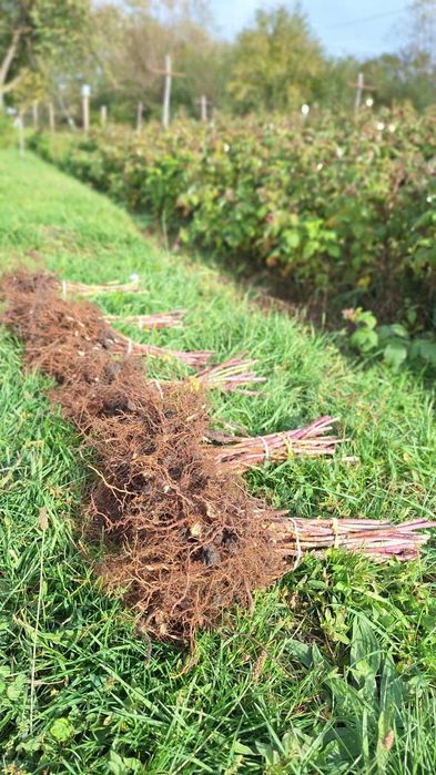 Butași zmeura polka