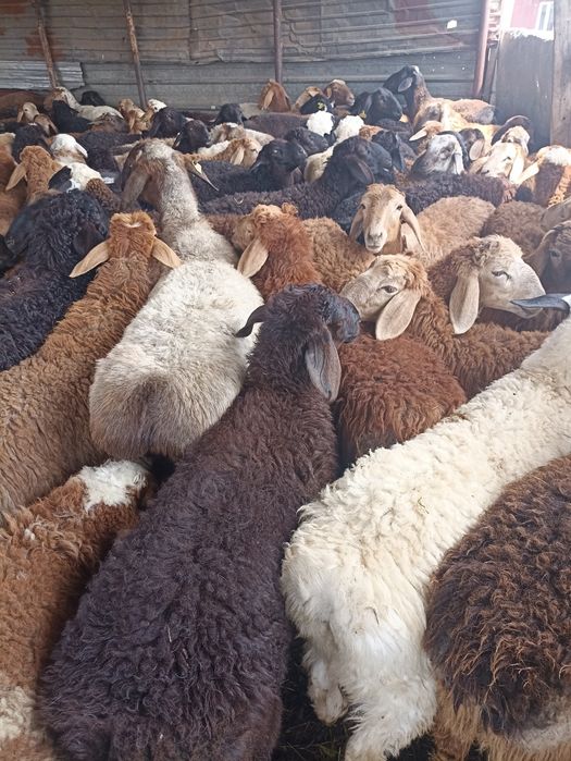 Бараны барашки баранов г.Алматы