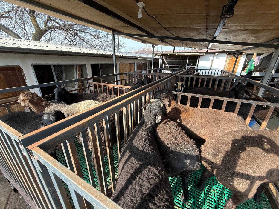 Qo'chqor, Qo'y, Qo'ylar, Кучкор, Куйлар