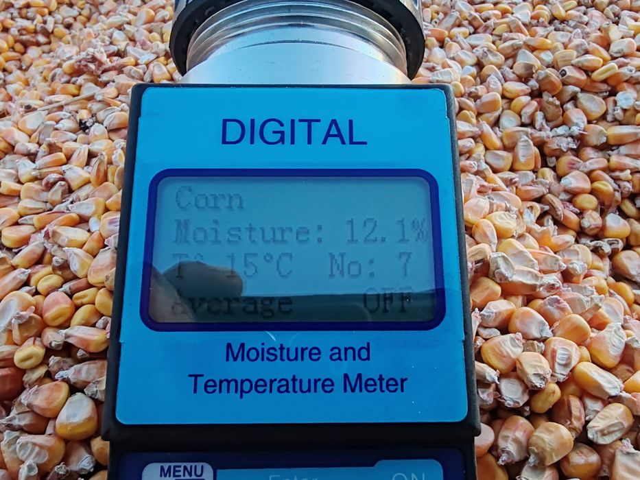 Porumb 12,1% umiditate