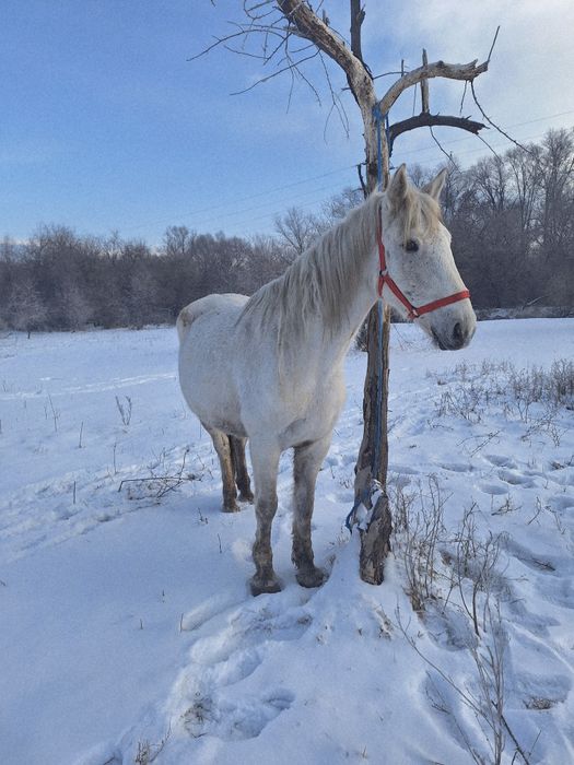 Продам кабылу Российскую
