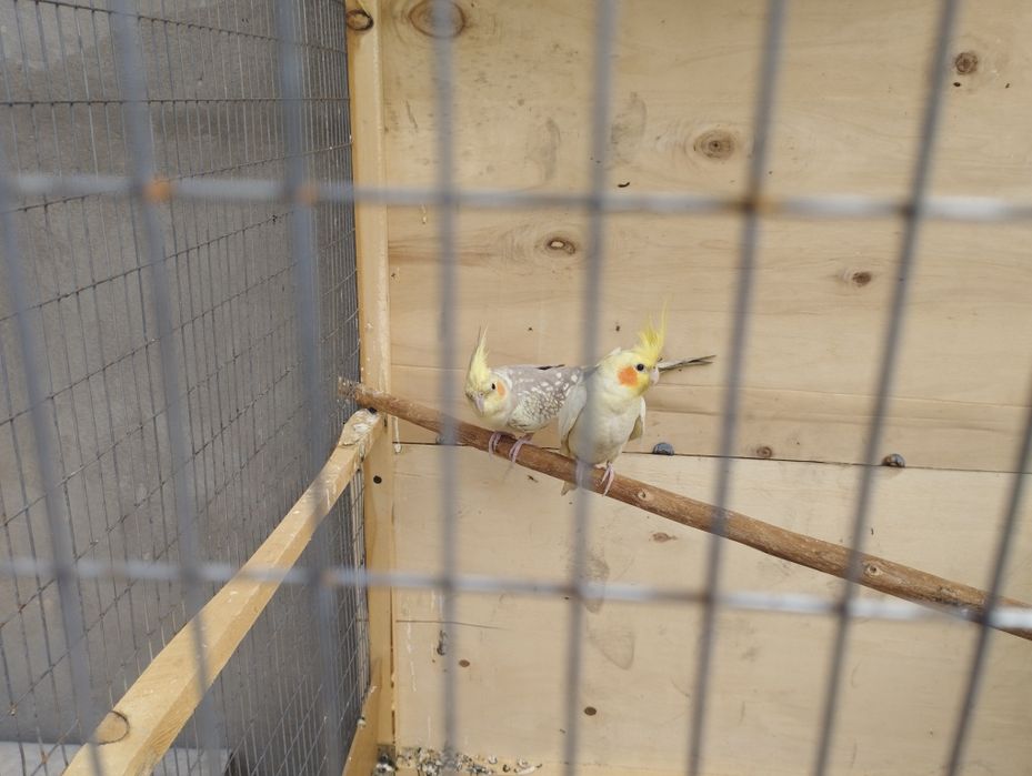 Papugay karella valnistiy