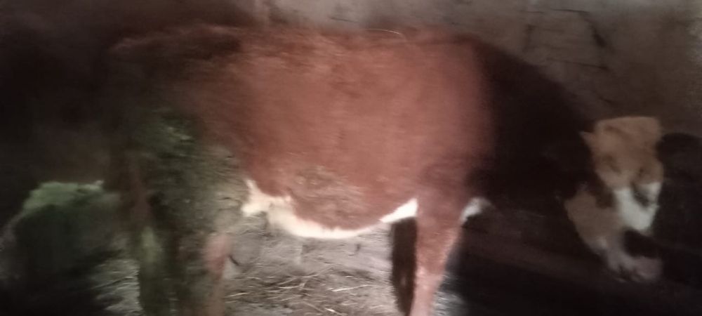 Бордақта тұрған бұқа, сиыр