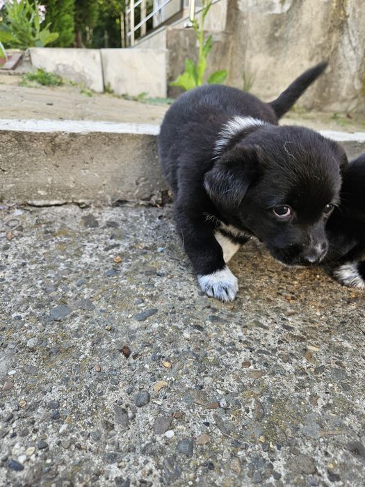 Donez căței jucăuși