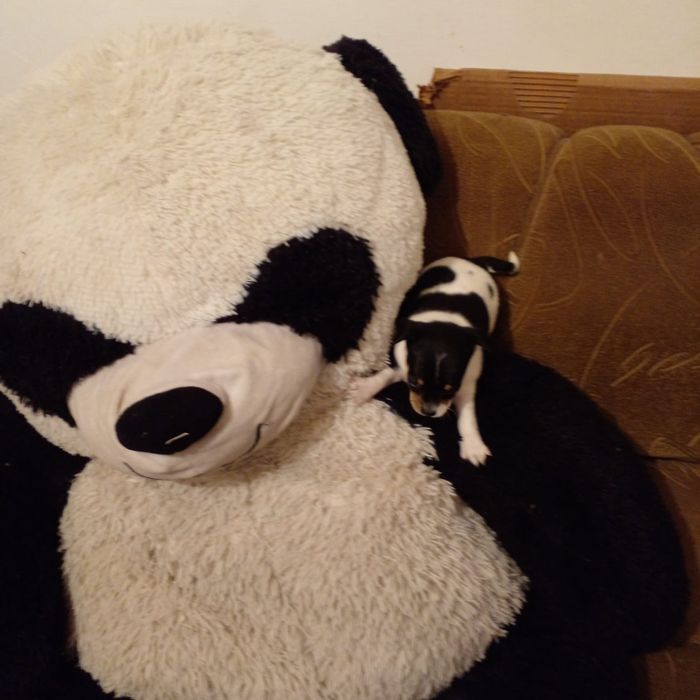 Продаются Чудики, мини Той Терьеры.