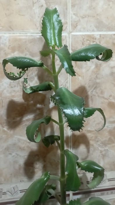 Продам каланхоэ      .