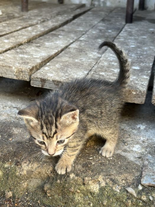 Donez pui , vârsta 6 săptămâni