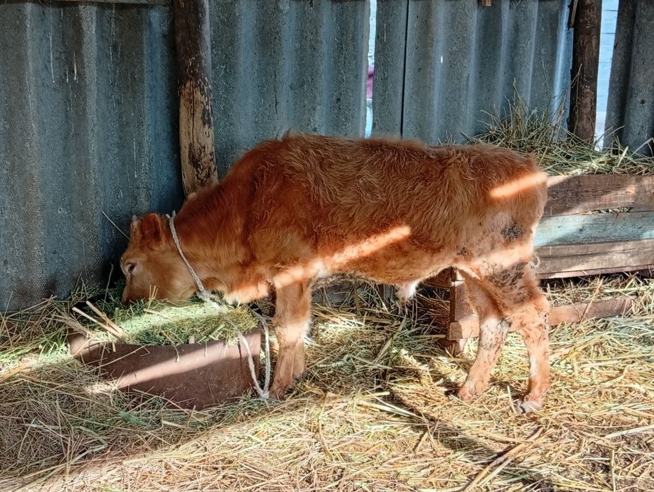 Бычок сатылады 235000