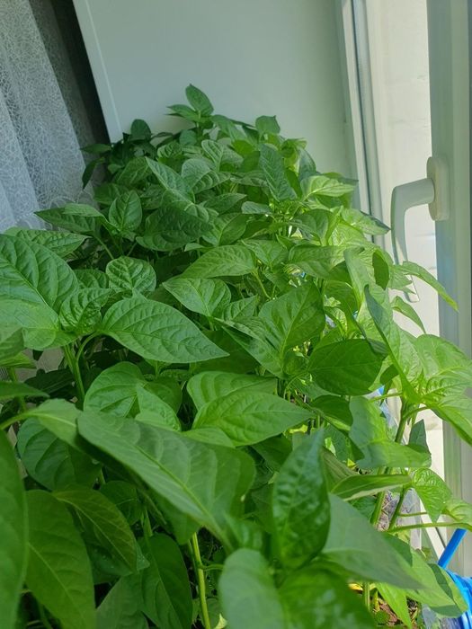 Продам рассаду сладкого перца