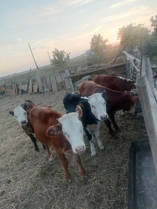 Бычки продам бычки