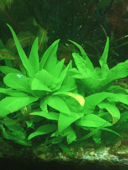 Лимонник компакт